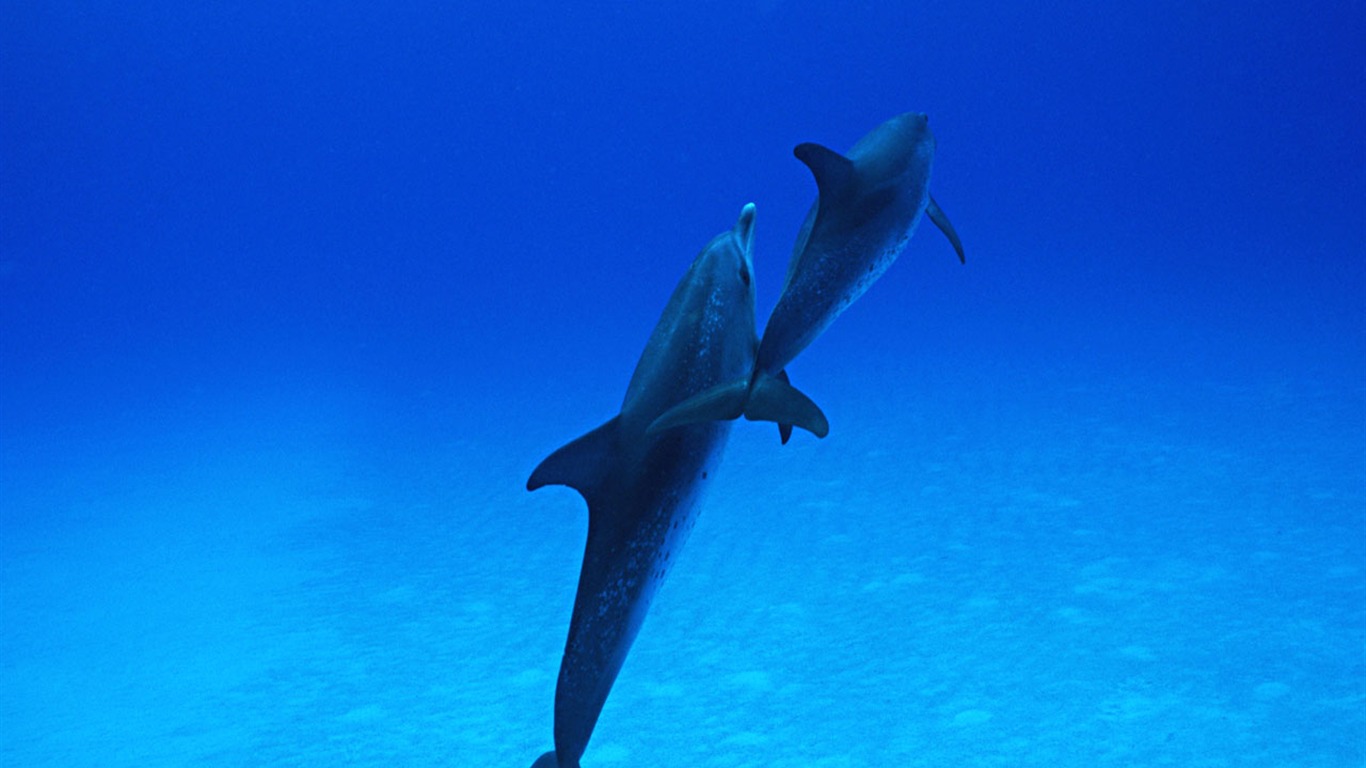 Дельфин Фото обои #30 - 1366x768