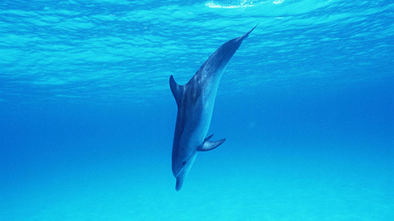 Fondo de pantalla de fotos de delfines #32 - 1366x768