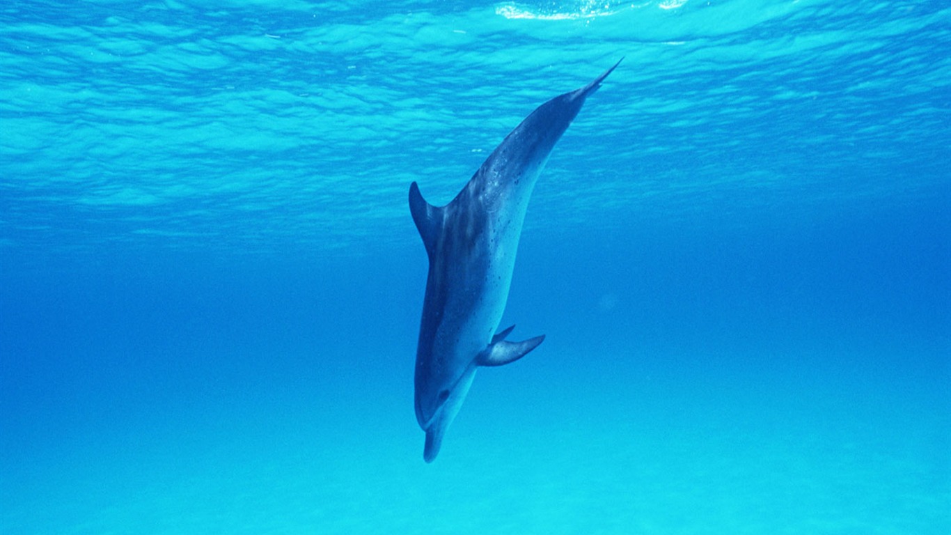 Dolphin Photo Wallpaper #32 - 1366x768