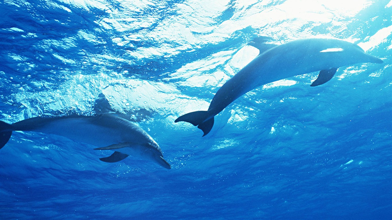 Fondo de pantalla de fotos de delfines #35 - 1366x768