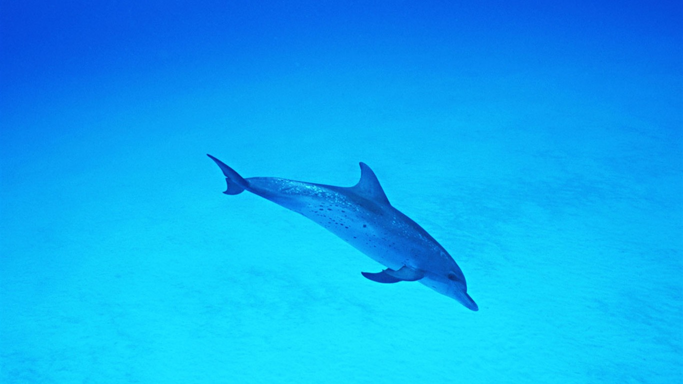 Fondo de pantalla de fotos de delfines #37 - 1366x768