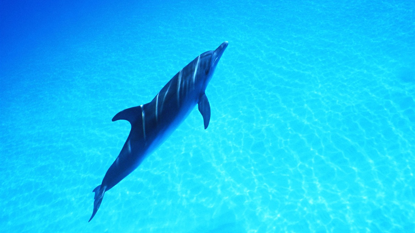 Fondo de pantalla de fotos de delfines #38 - 1366x768