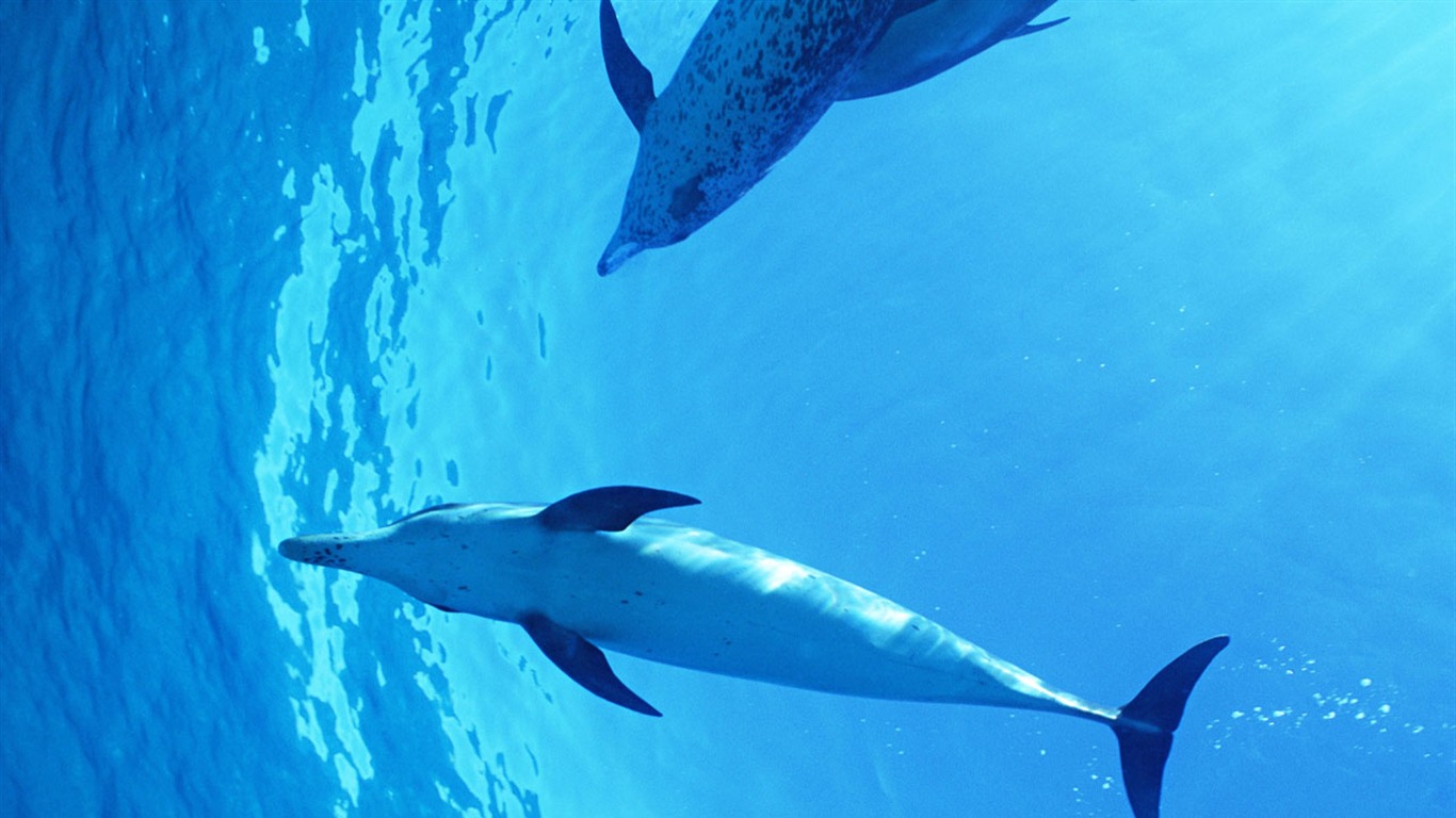 Fondo de pantalla de fotos de delfines #40 - 1366x768
