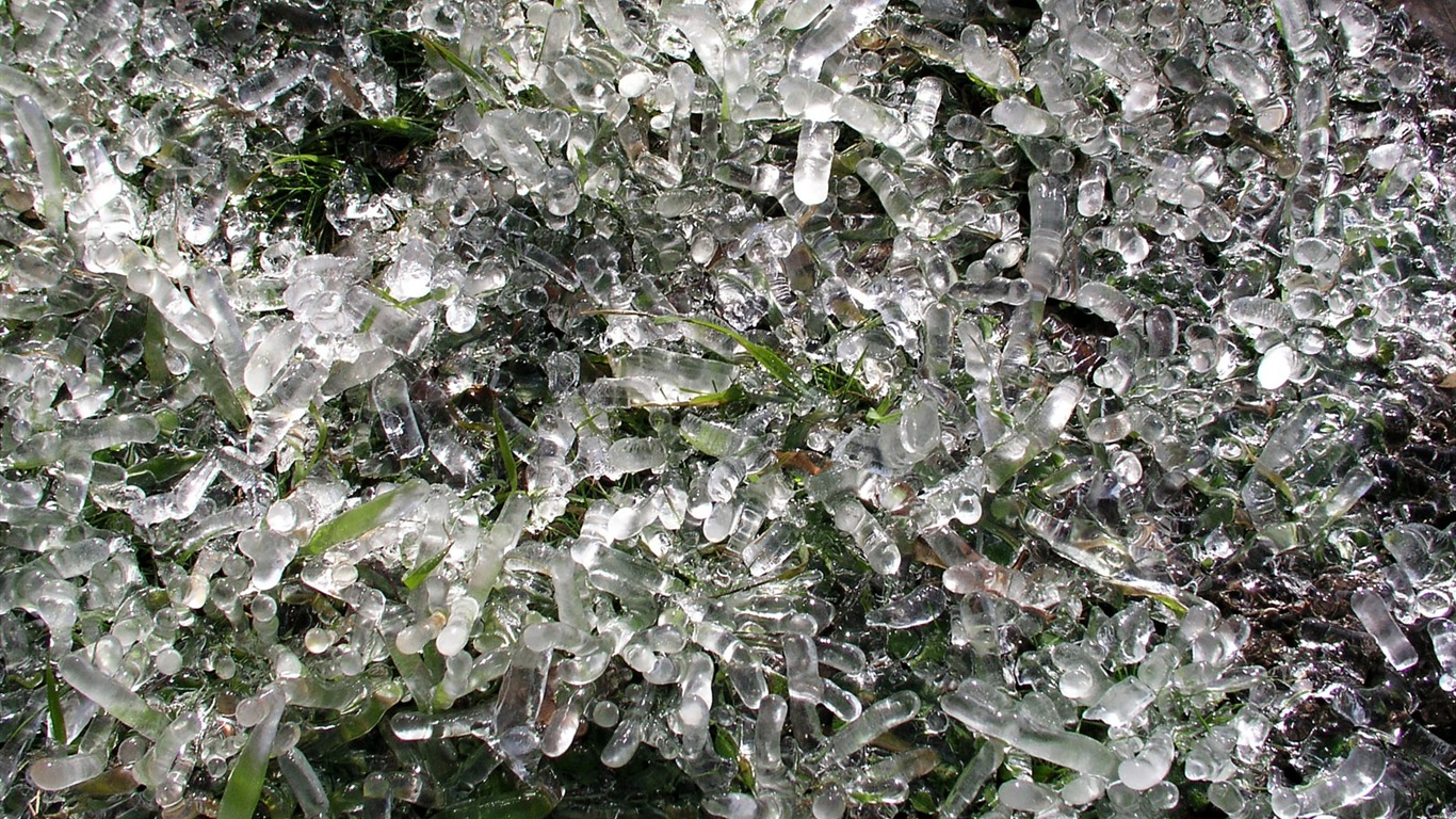 ledu rostlin Tapety Album #13 - 1366x768