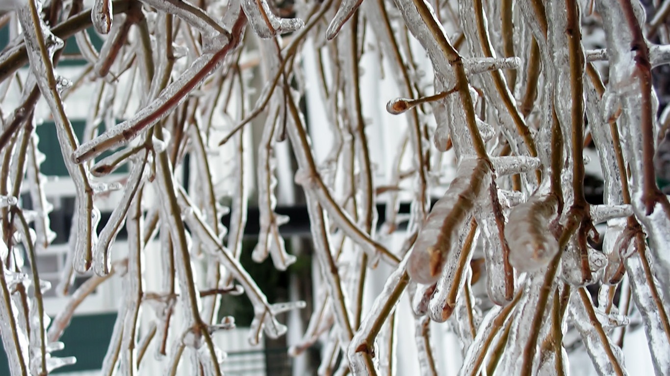 Fondos de pantalla planta de hielo álbum #17 - 1366x768