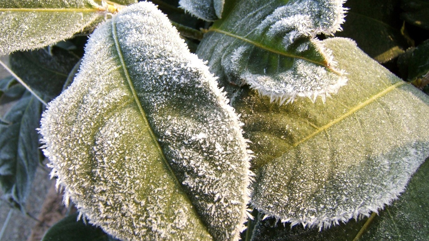 ledu rostlin Tapety Album #18 - 1366x768