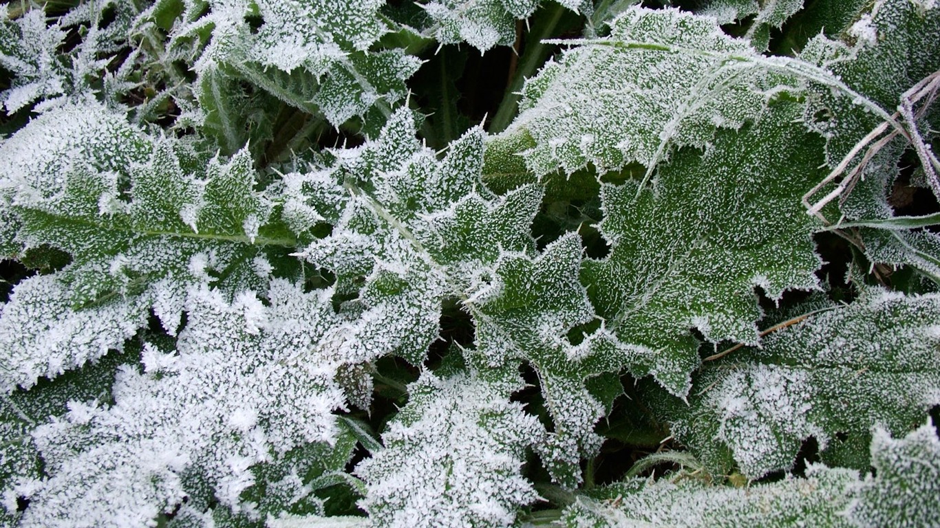 Fondos de pantalla planta de hielo álbum #19 - 1366x768