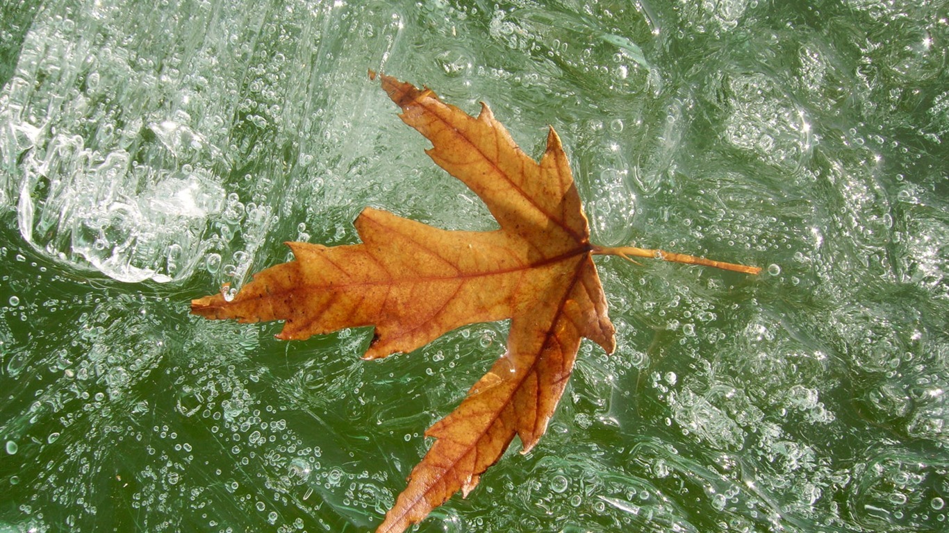 Fondos de pantalla planta de hielo álbum #20 - 1366x768