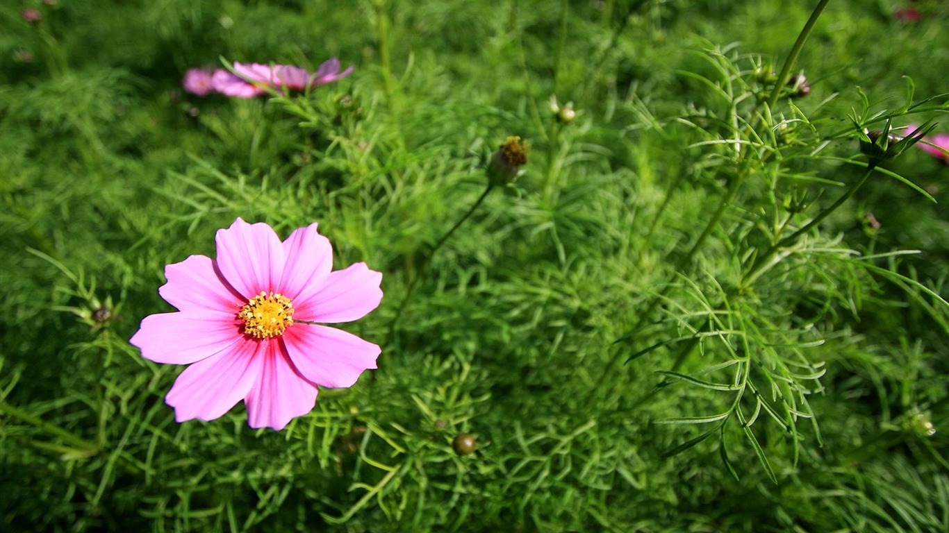 Otoño cosmos fondo de pantalla #1 - 1366x768