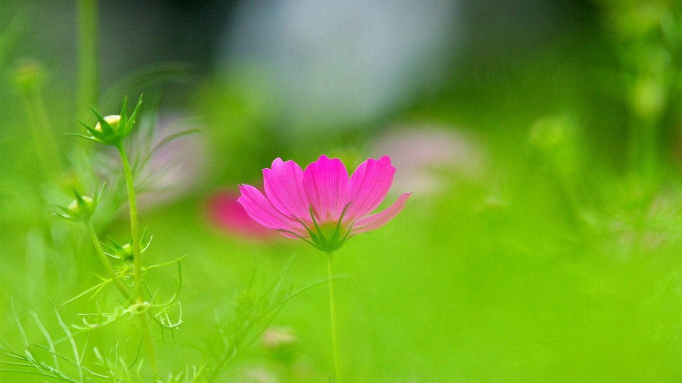 秋天的大波斯菊壁纸专辑7 - 1366x768