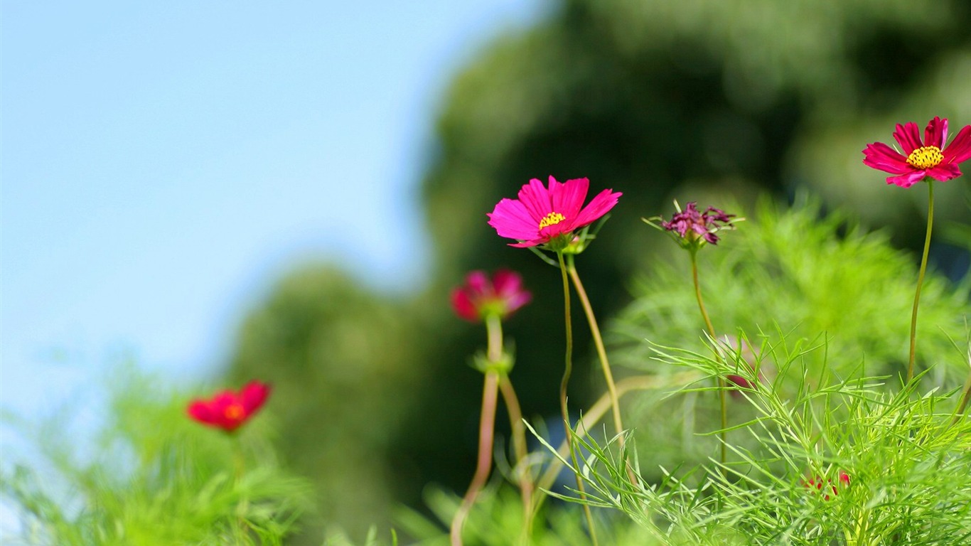 Autumn cosmos wallpaper #8 - 1366x768