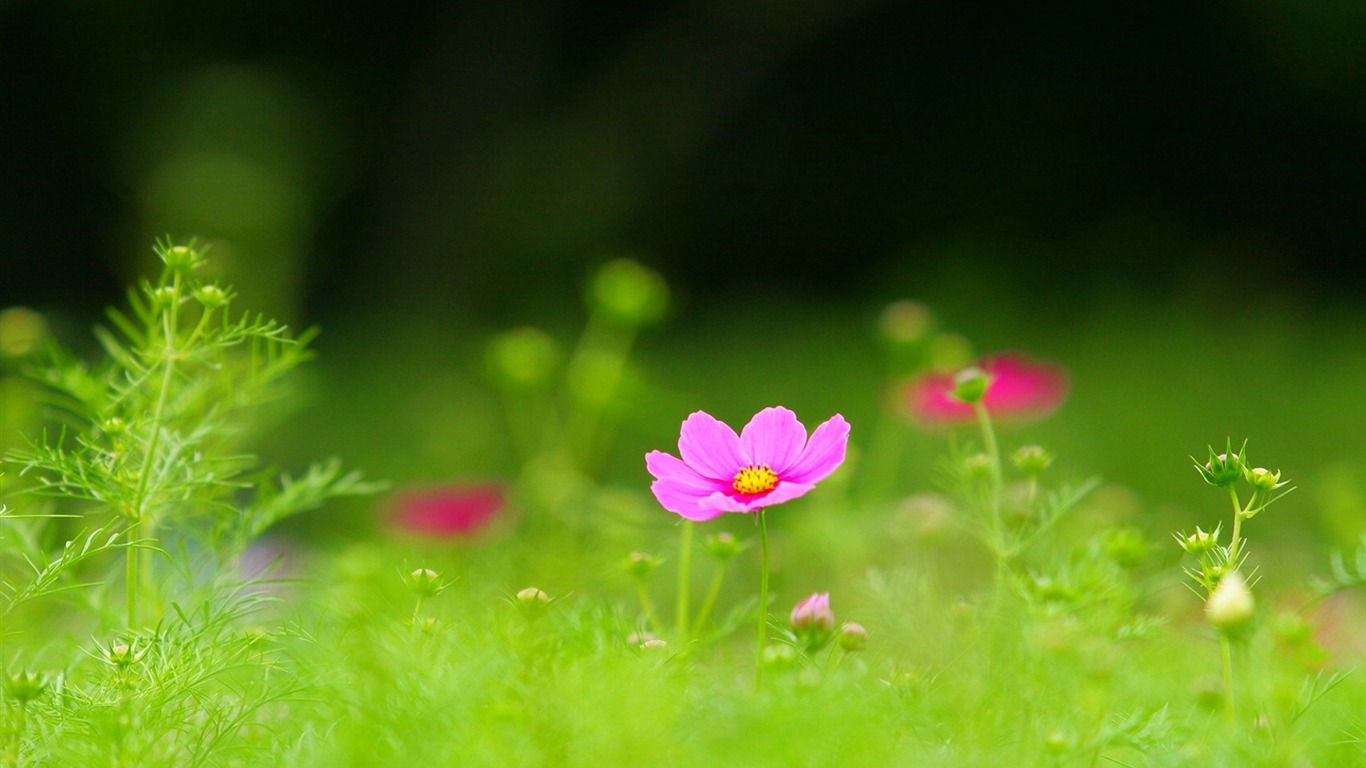 秋天的大波斯菊壁纸专辑9 - 1366x768