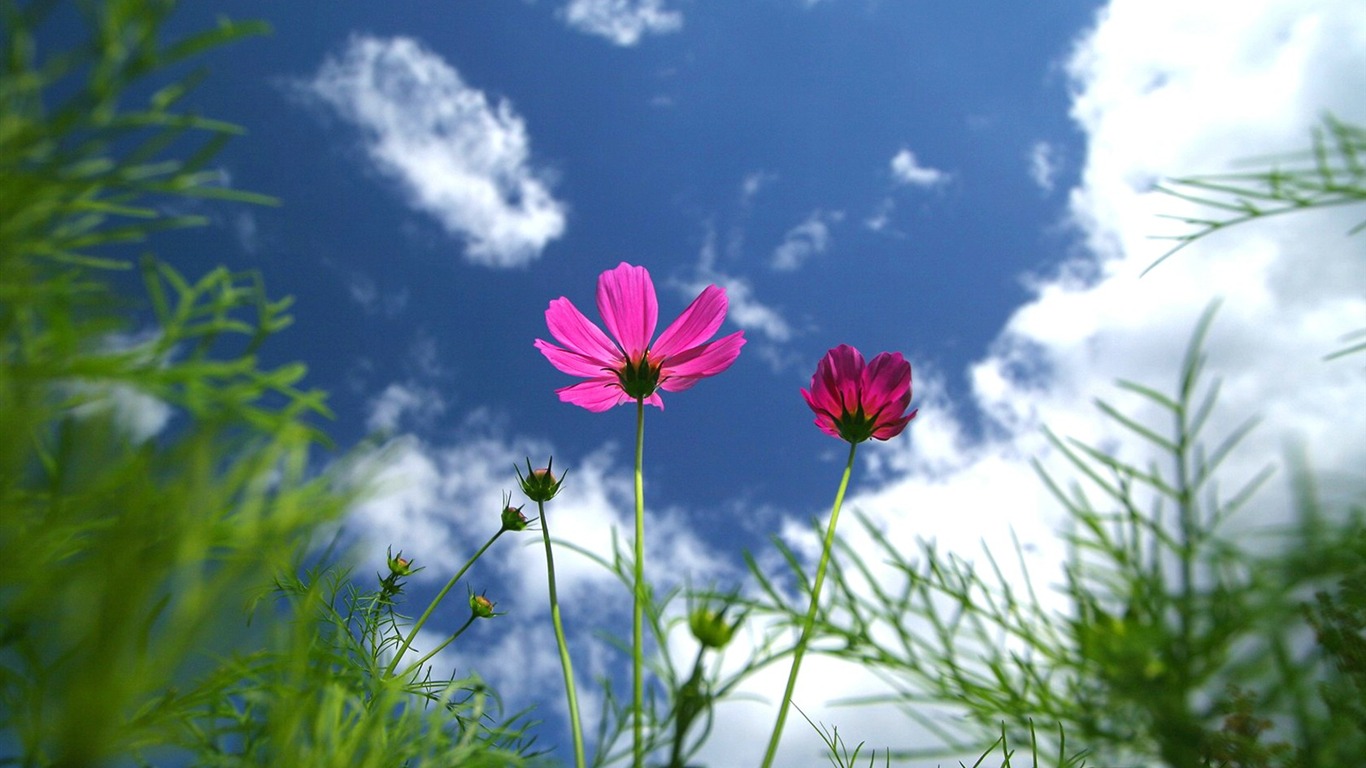 Autumn cosmos wallpaper #10 - 1366x768