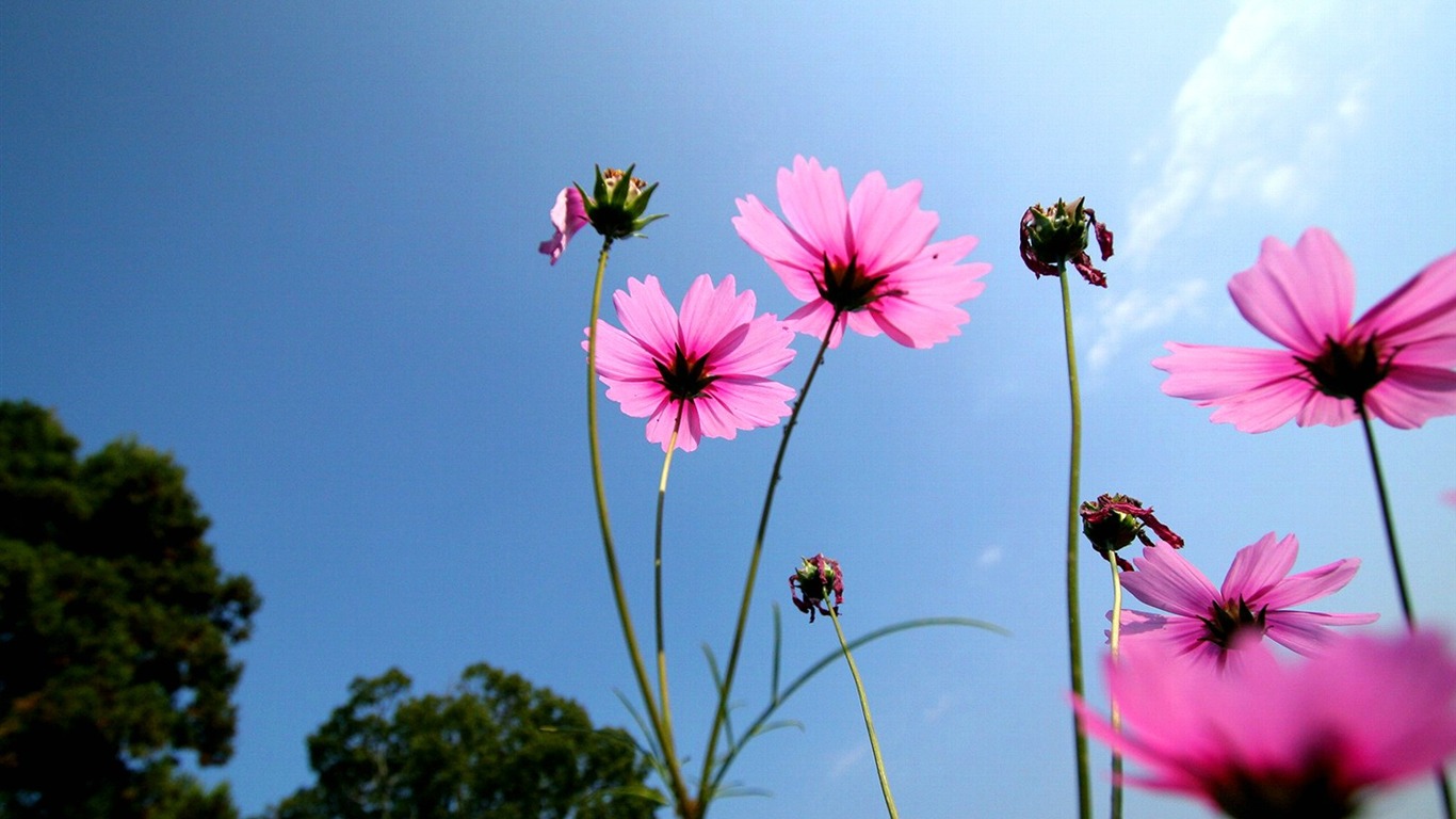 Autumn cosmos wallpaper #11 - 1366x768