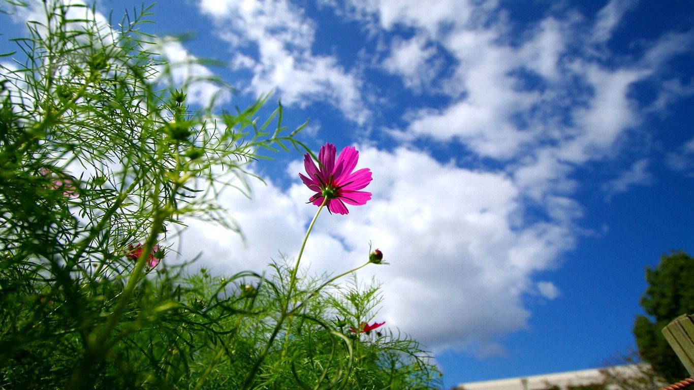 Autumn cosmos wallpaper #12 - 1366x768