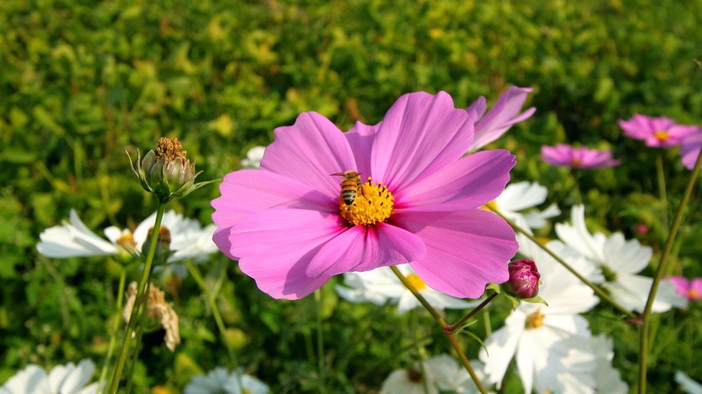 Otoño cosmos fondo de pantalla #14 - 1366x768