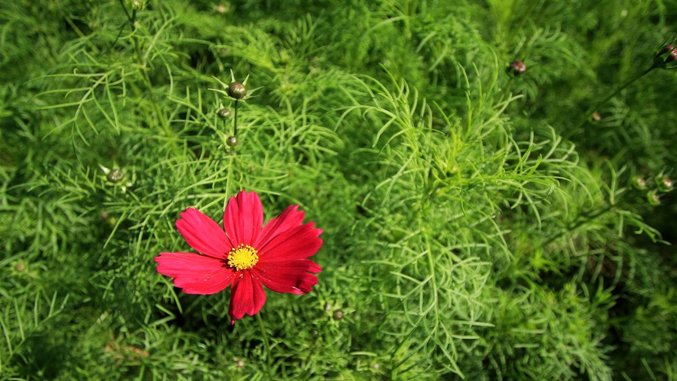 Otoño cosmos fondo de pantalla #16 - 1366x768