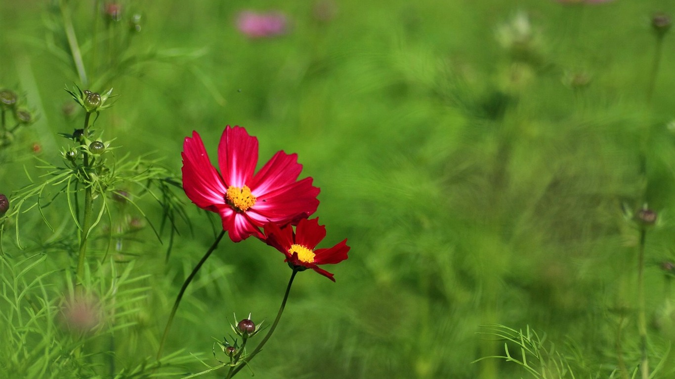 Autumn cosmos wallpaper #18 - 1366x768