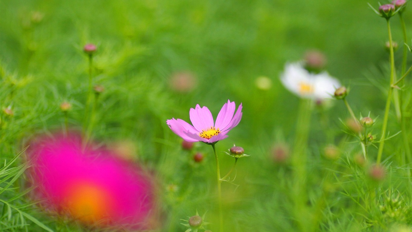 秋天的大波斯菊壁纸专辑19 - 1366x768