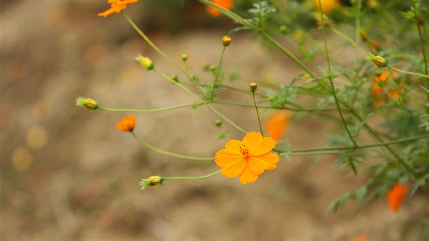 Autumn cosmos wallpaper #22 - 1366x768