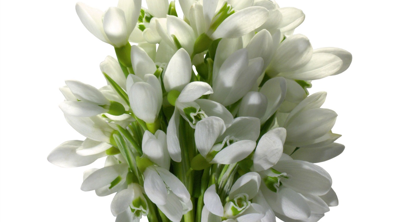 白色花朵壁纸2 - 1366x768