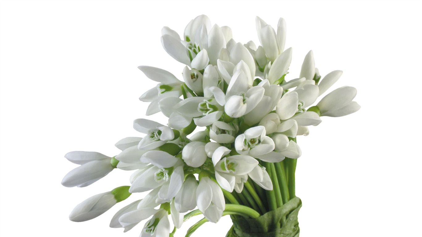 Flores blancas fondo de pantalla #3 - 1366x768