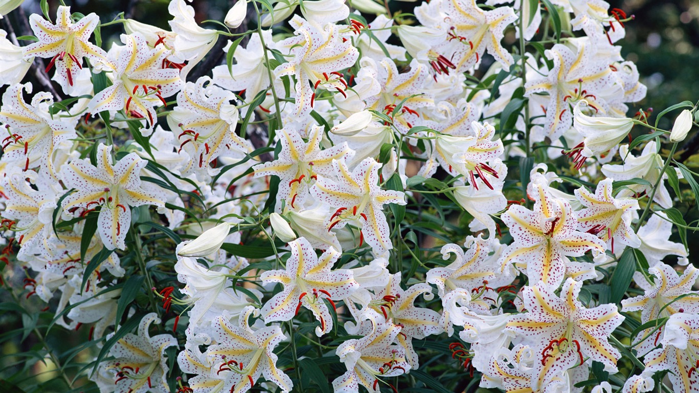 Fleurs blanches Fond d'écran #6 - 1366x768
