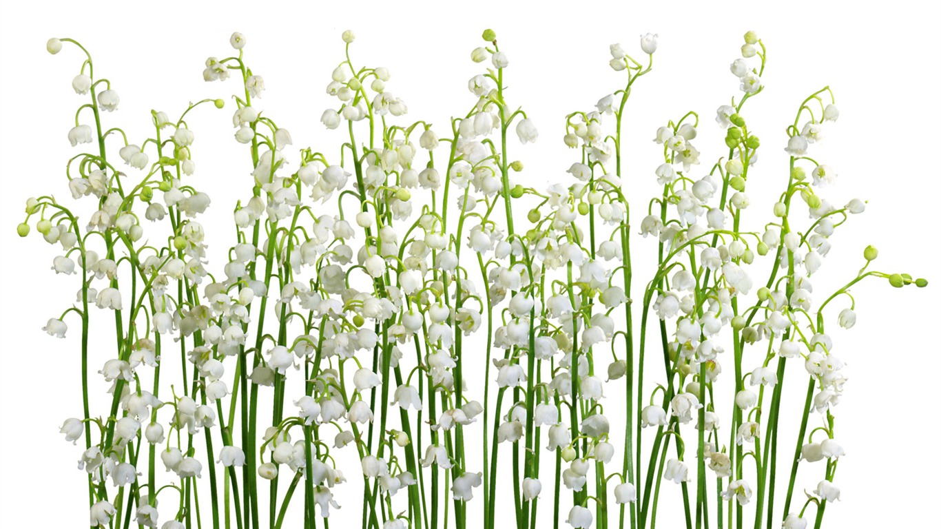 Fleurs blanches Fond d'écran #13 - 1366x768