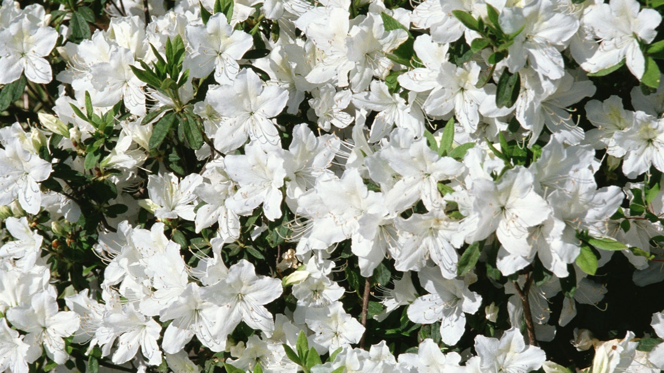 Fleurs blanches Fond d'écran #15 - 1366x768