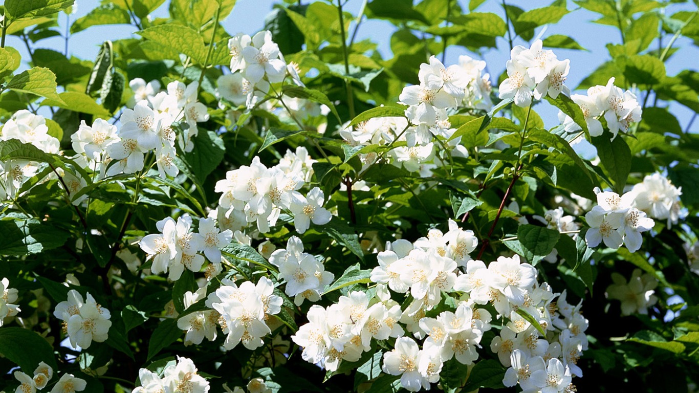 白色花朵壁纸20 - 1366x768