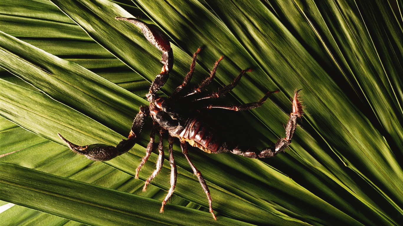 Fond d'écran du Millénaire pour le biologique #5 - 1366x768