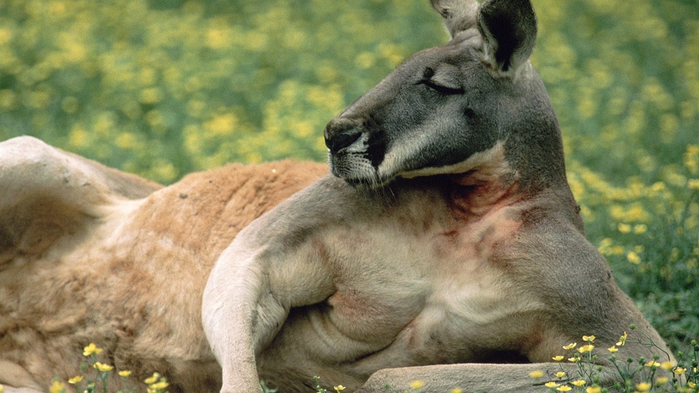 Caractéristiques de beaux paysages de l'Australie #10 - 1366x768