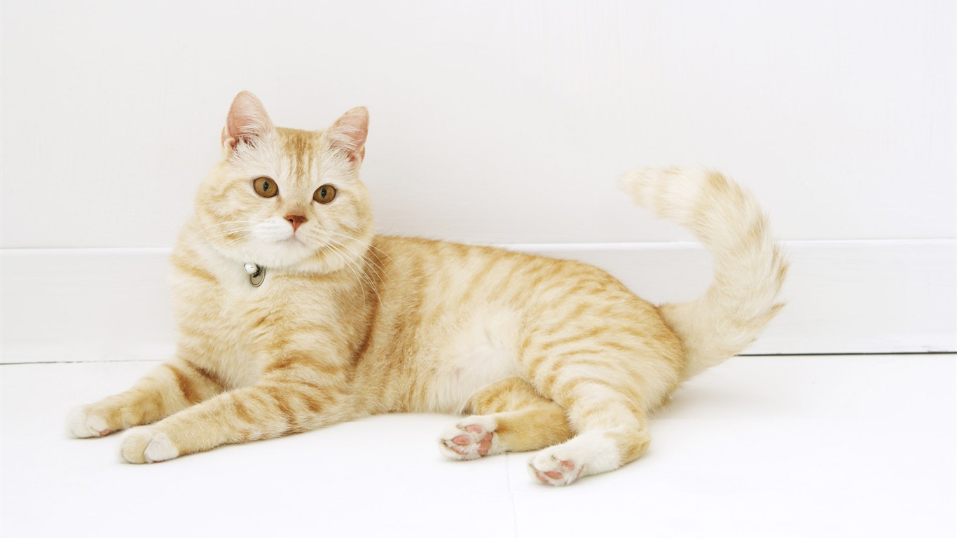 HD papel tapiz lindo gatito #28 - 1366x768