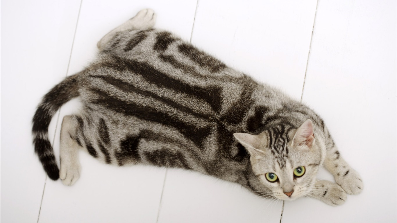 HD papel tapiz lindo gatito #30 - 1366x768