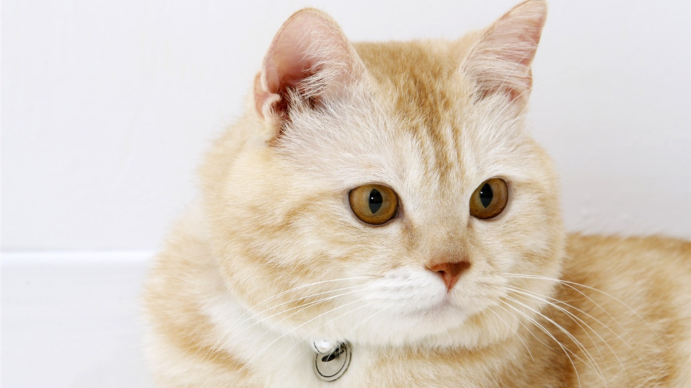 HD papel tapiz lindo gatito #32 - 1366x768