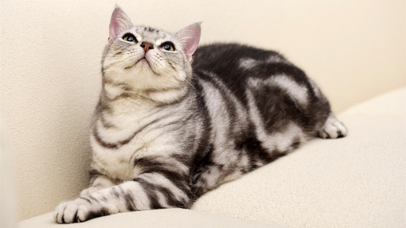 HD papel tapiz lindo gatito #37 - 1366x768