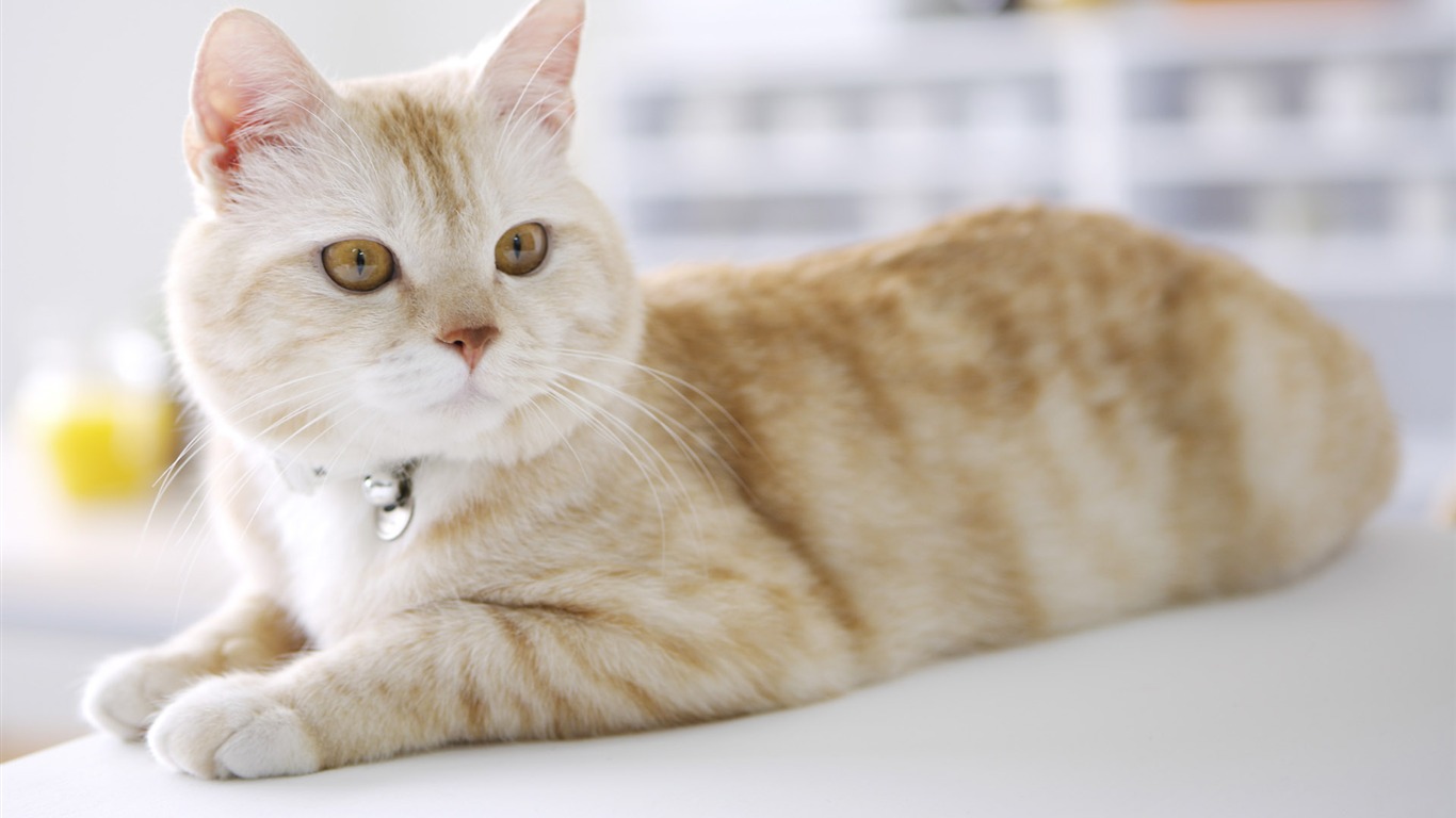 HD papel tapiz lindo gatito #40 - 1366x768