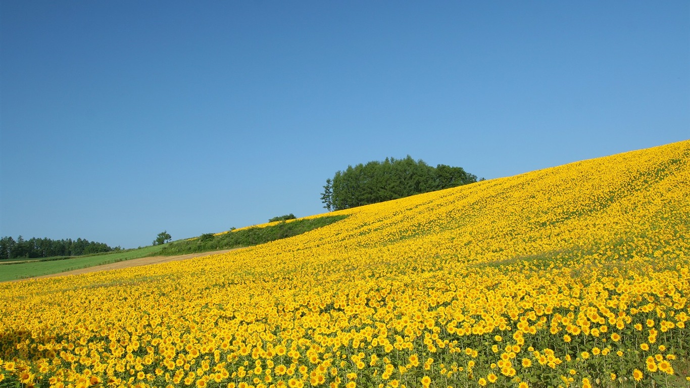 Fond d'écran homme de tournesol Shan #16 - 1366x768