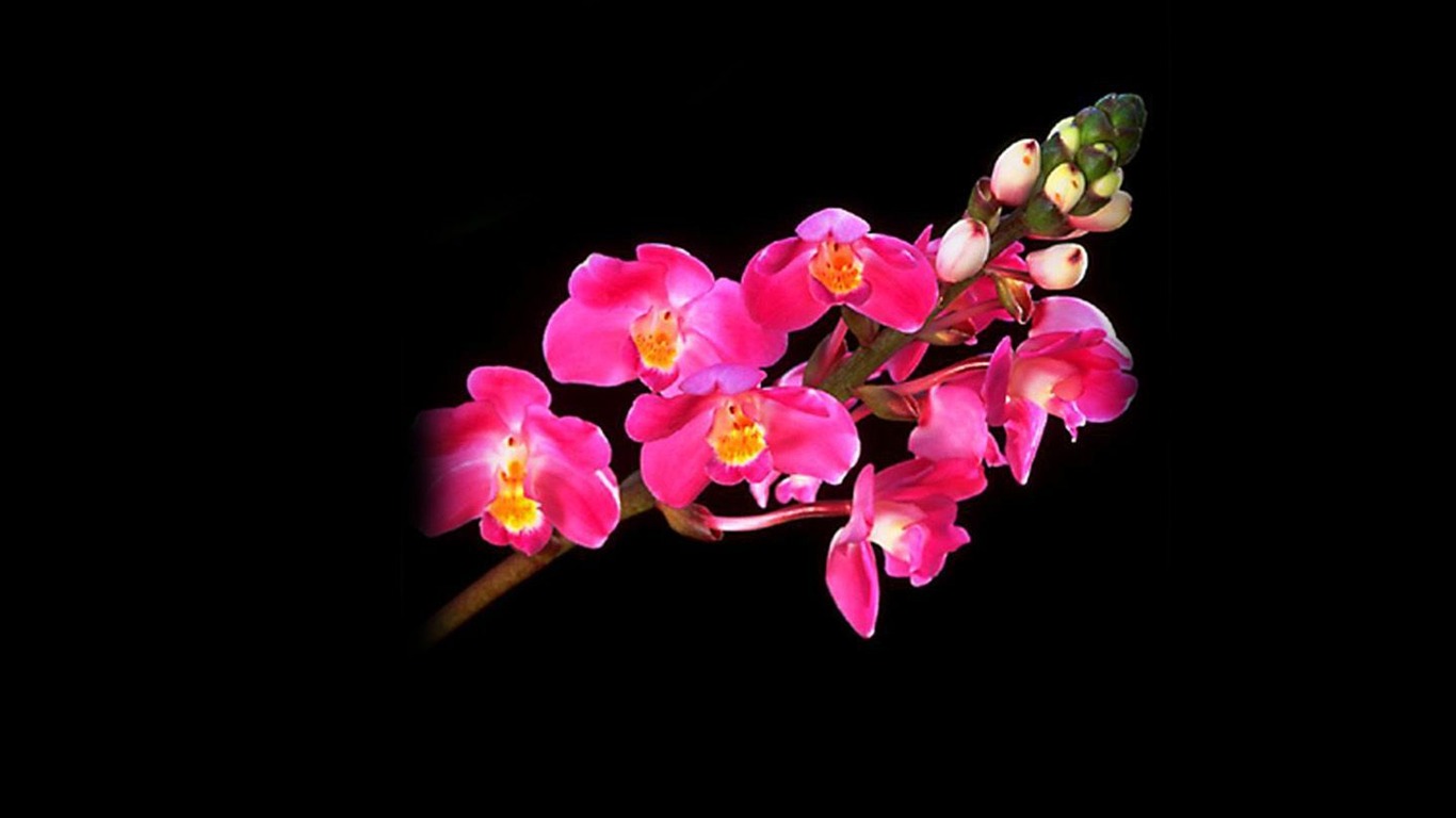 Beautiful and elegant orchid wallpaper #1 - 1366x768