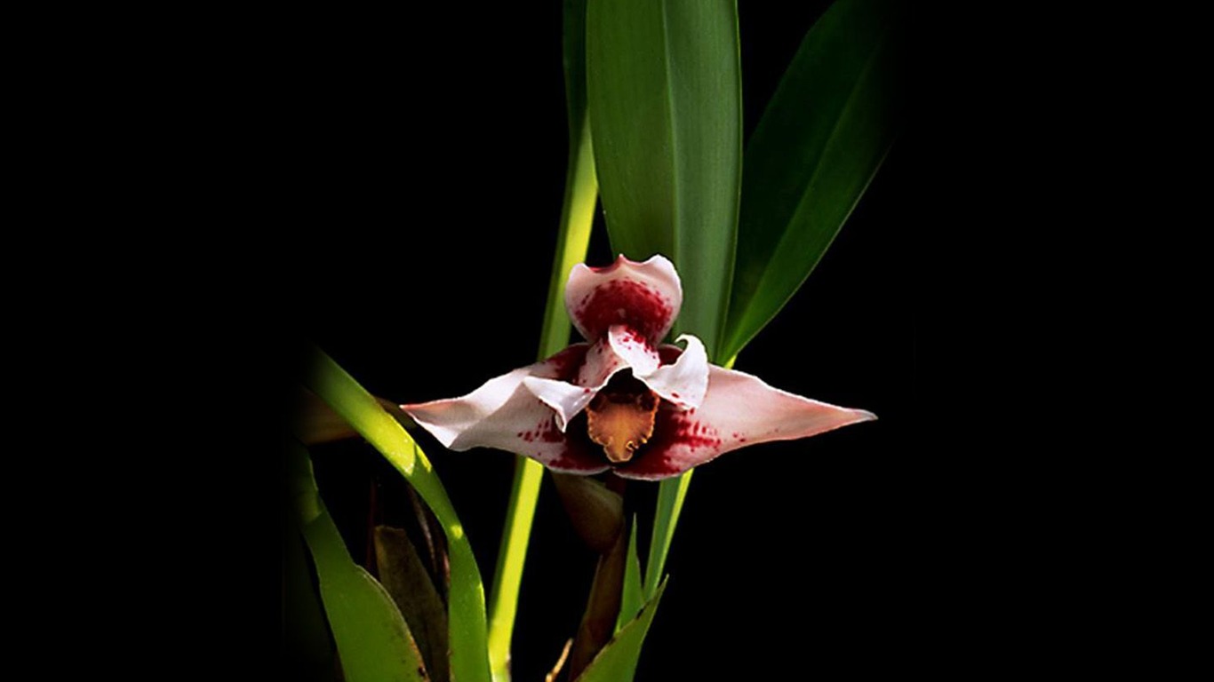 Schöne und elegante Orchidee Wallpaper #2 - 1366x768