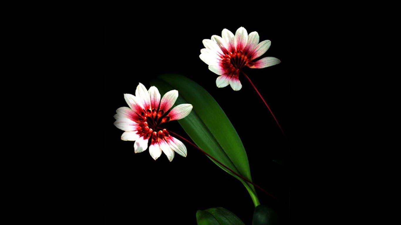 Hermosa y elegante fondo de pantalla de orquídeas #4 - 1366x768