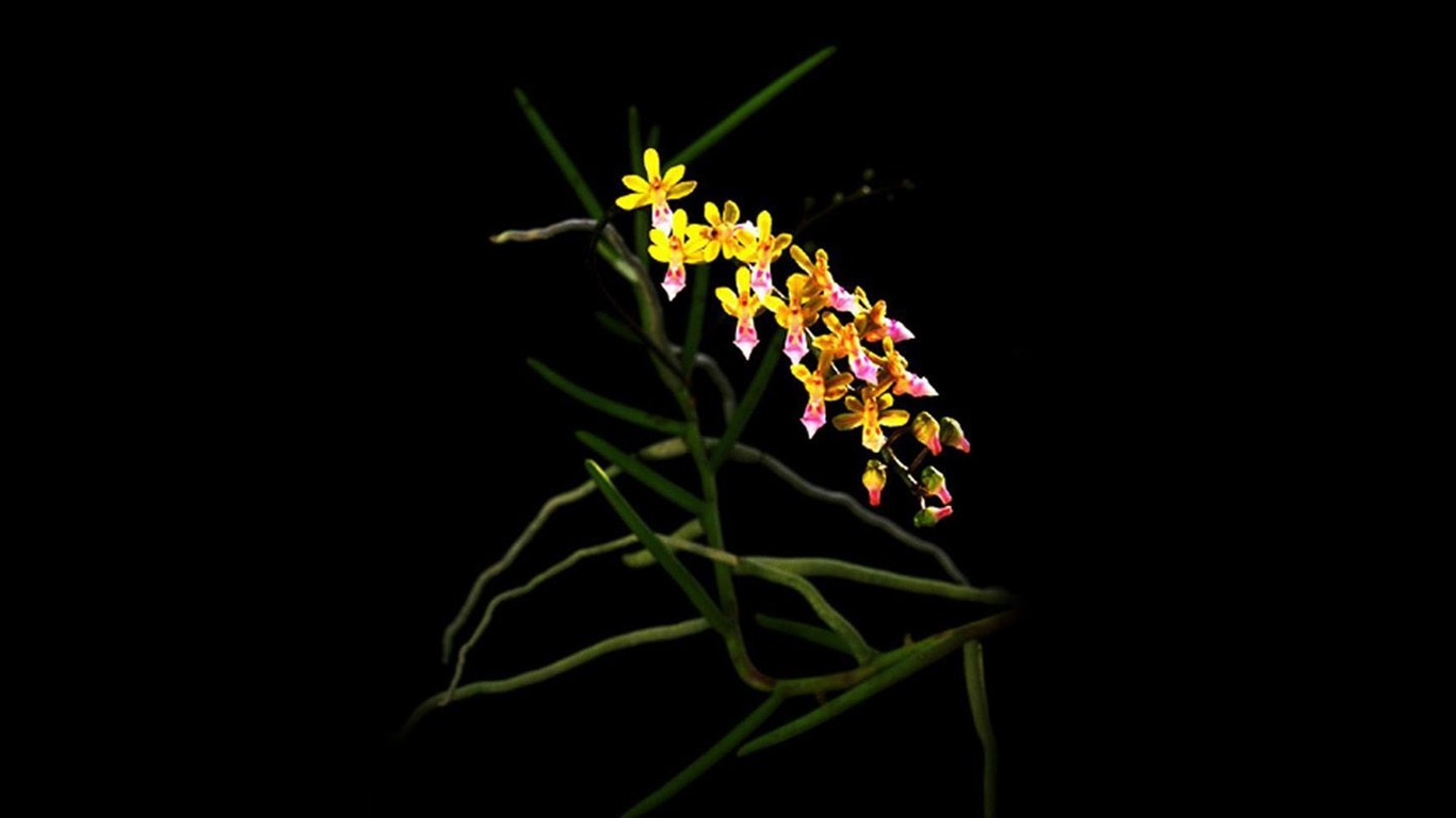Belle et élégante orchidée fond d'écran #5 - 1366x768