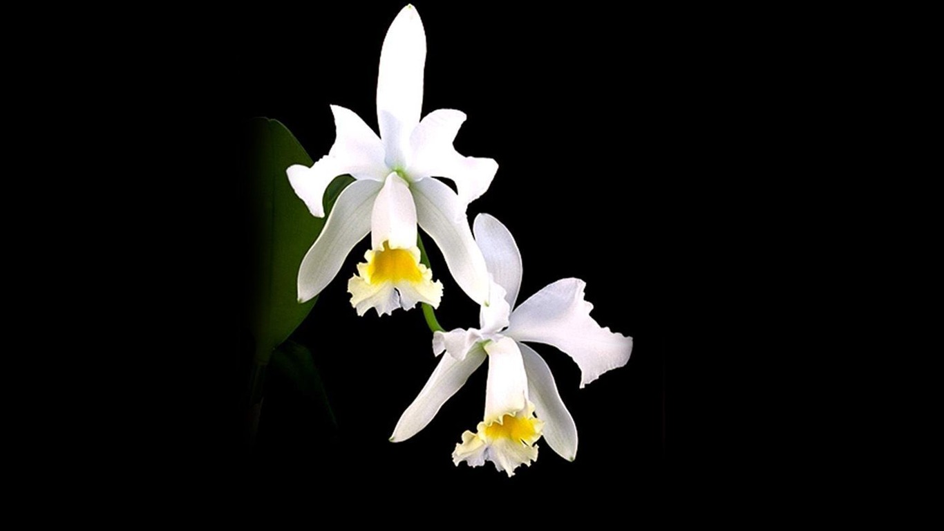 Hermosa y elegante fondo de pantalla de orquídeas #6 - 1366x768
