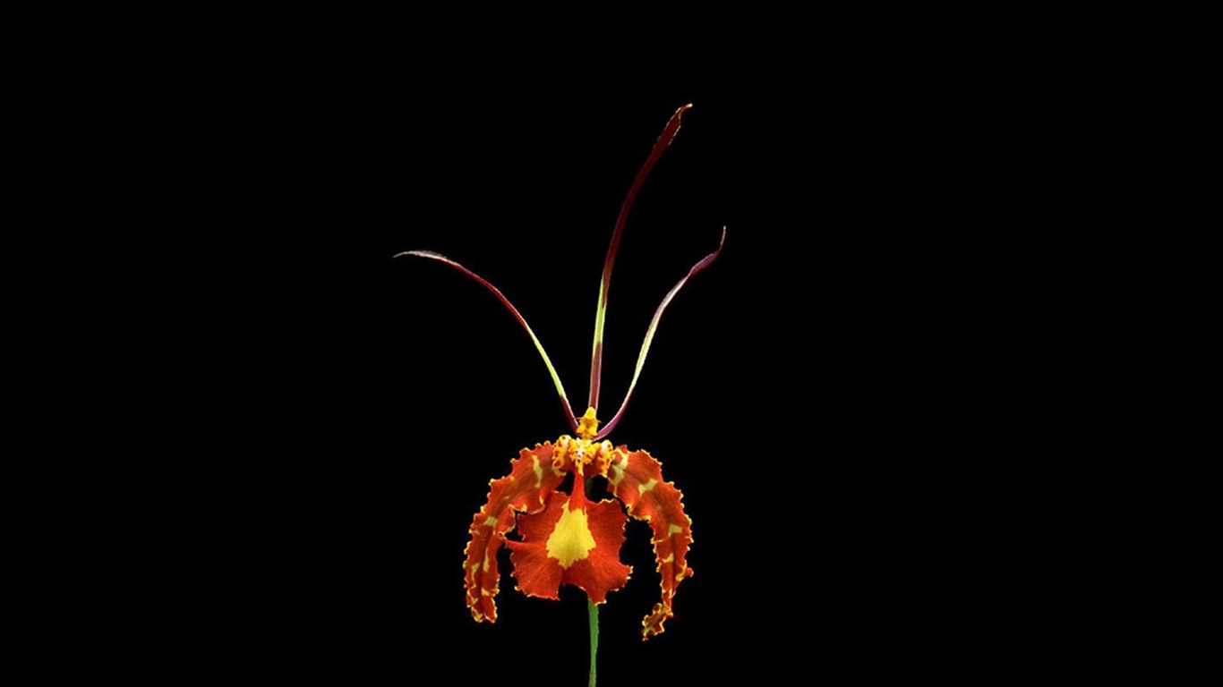Hermosa y elegante fondo de pantalla de orquídeas #7 - 1366x768