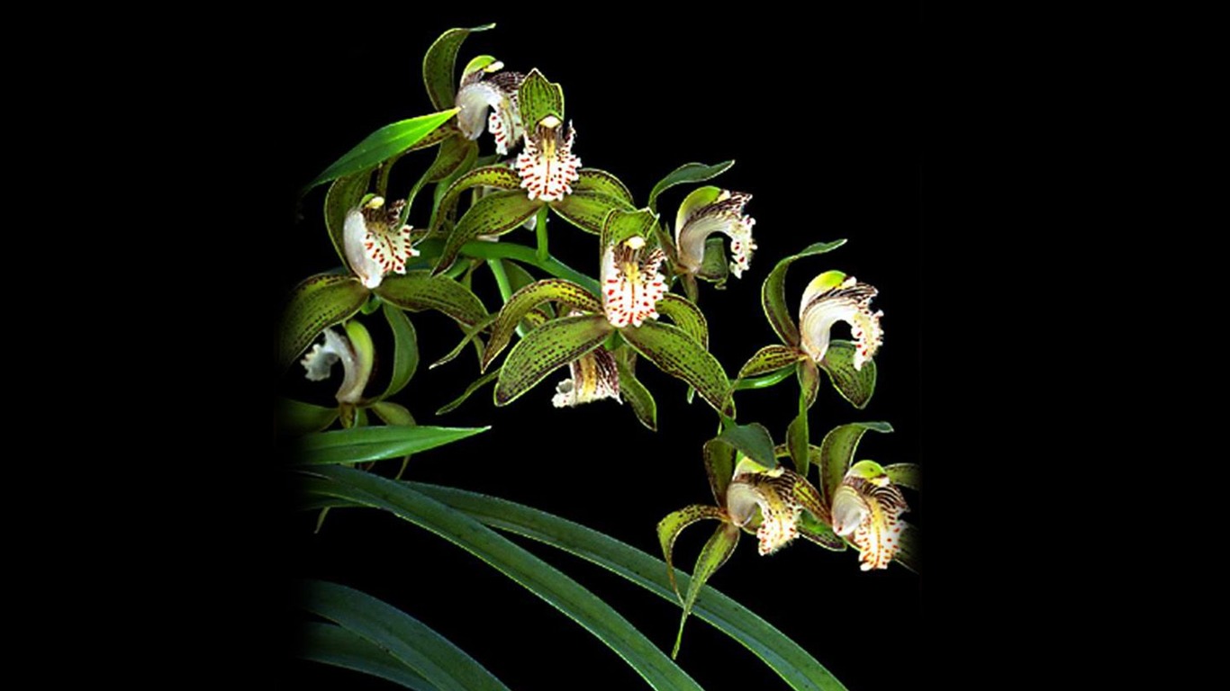 Belle et élégante orchidée fond d'écran #8 - 1366x768