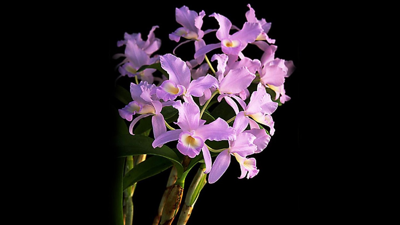 Hermosa y elegante fondo de pantalla de orquídeas #9 - 1366x768