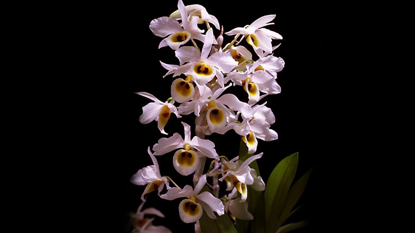 Belle et élégante orchidée fond d'écran #10 - 1366x768
