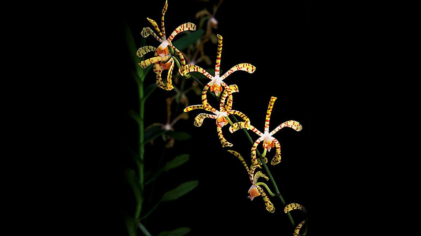 Hermosa y elegante fondo de pantalla de orquídeas #11 - 1366x768