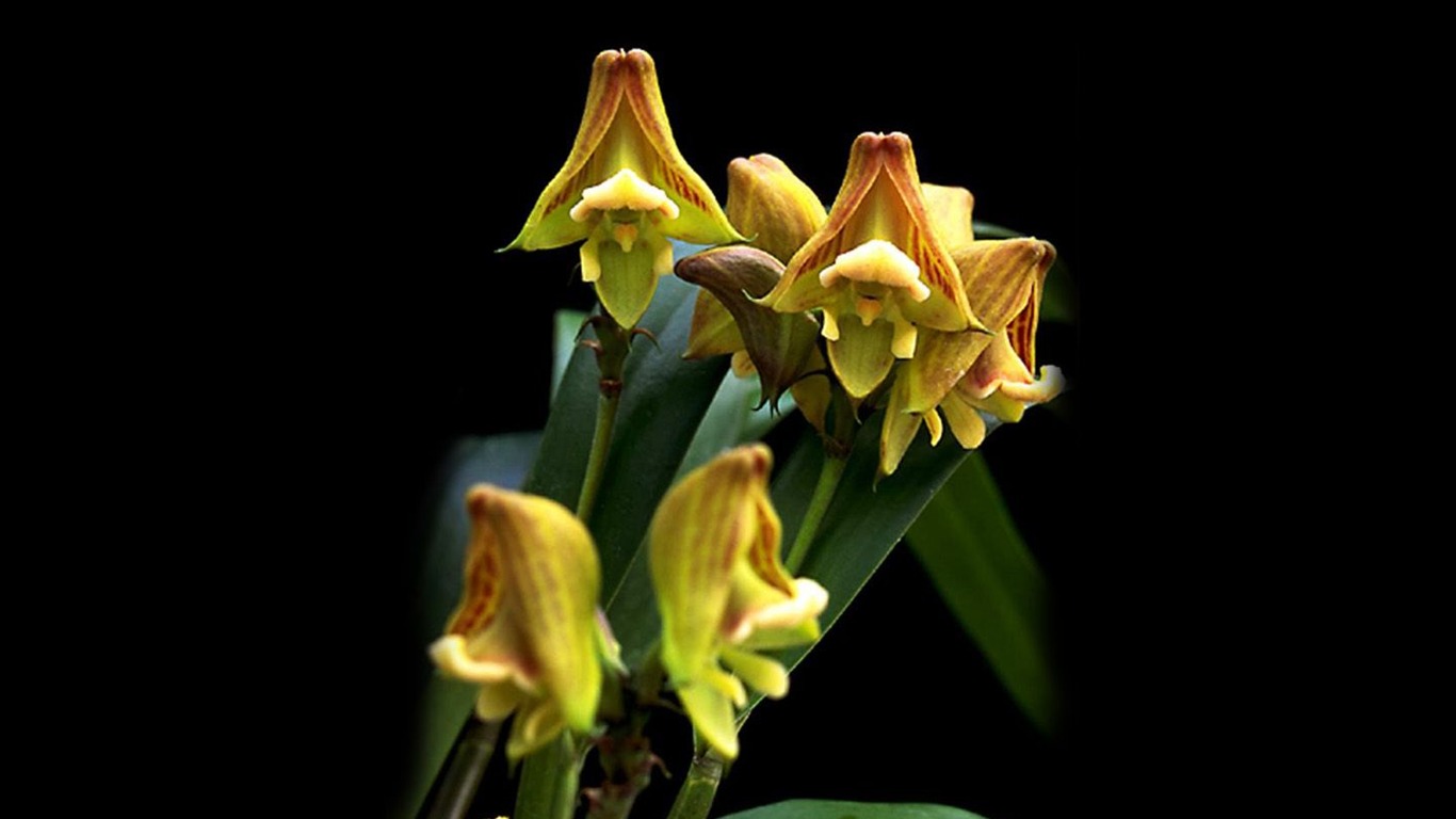 Hermosa y elegante fondo de pantalla de orquídeas #12 - 1366x768