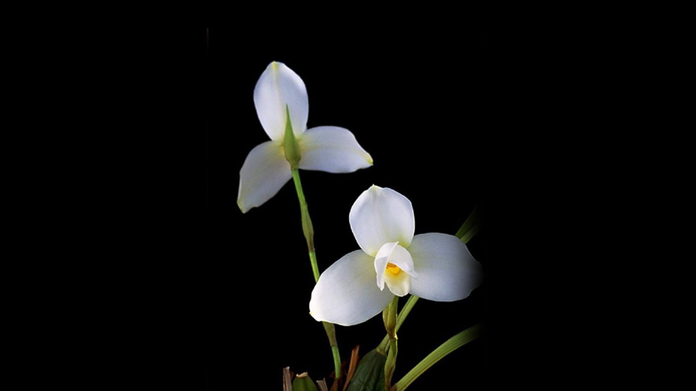 Hermosa y elegante fondo de pantalla de orquídeas #13 - 1366x768
